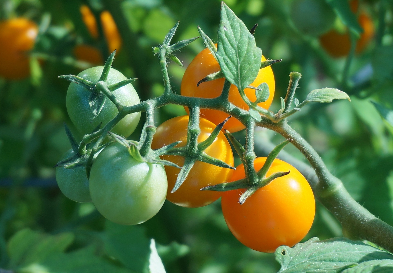 Готовимся к дачному сезону: когда и как сеять томаты на рассаду
