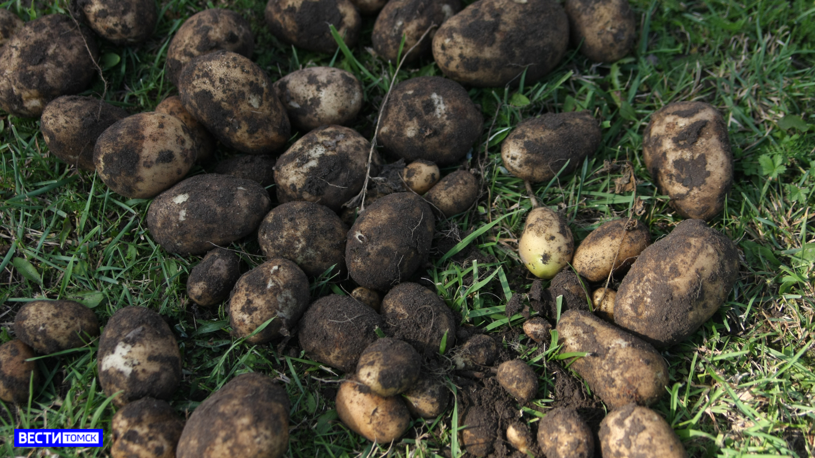 Как правильно хранить картофель зимой: советы специалистов