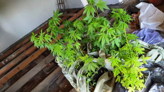 марихуана все наркотики в одном растении