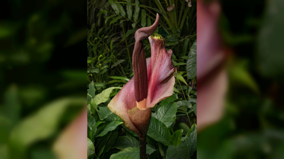 Редкий цветок с запахом тухлого мяса зацвел в Ботаническом саду ТГУ