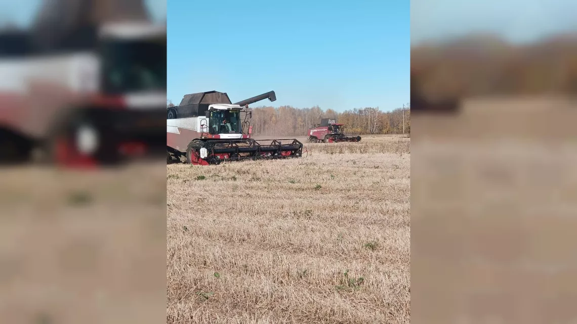 В Томской области завершена уборка гречихи и сои