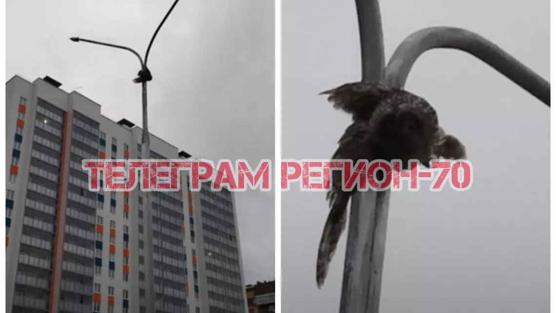 В Северске сова застряла в опоре освещения: очевидцы публикуют фото