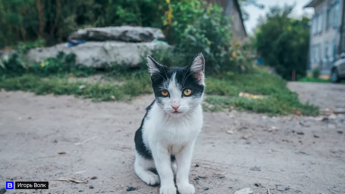 "Что за бездушные люди?": кота скинули в ледяную реку в центре Томска