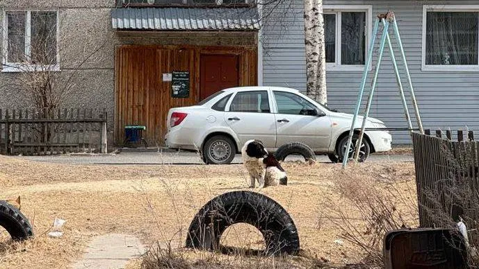 Школьница из Томской области получит выплату за укусы бездомной собаки