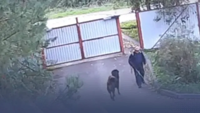 Бастрыкин контролирует дело о нападении собаки на 3-летнего ребенка в Томске