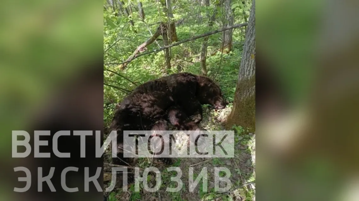 В Тегульдетском районе медведь загрыз ветерана МВД — стали известны подробности инцидента