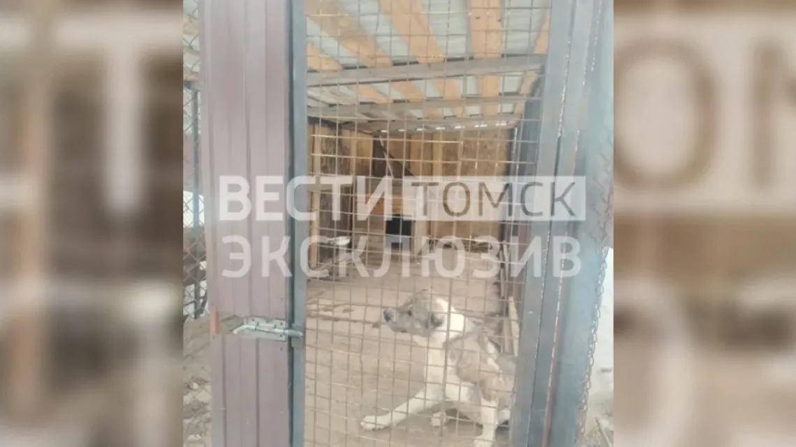 Томская прокуратура добилась компенсации для пострадавшей от нападения алабая девочки