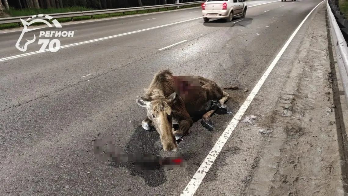 Лось погиб под колесами 