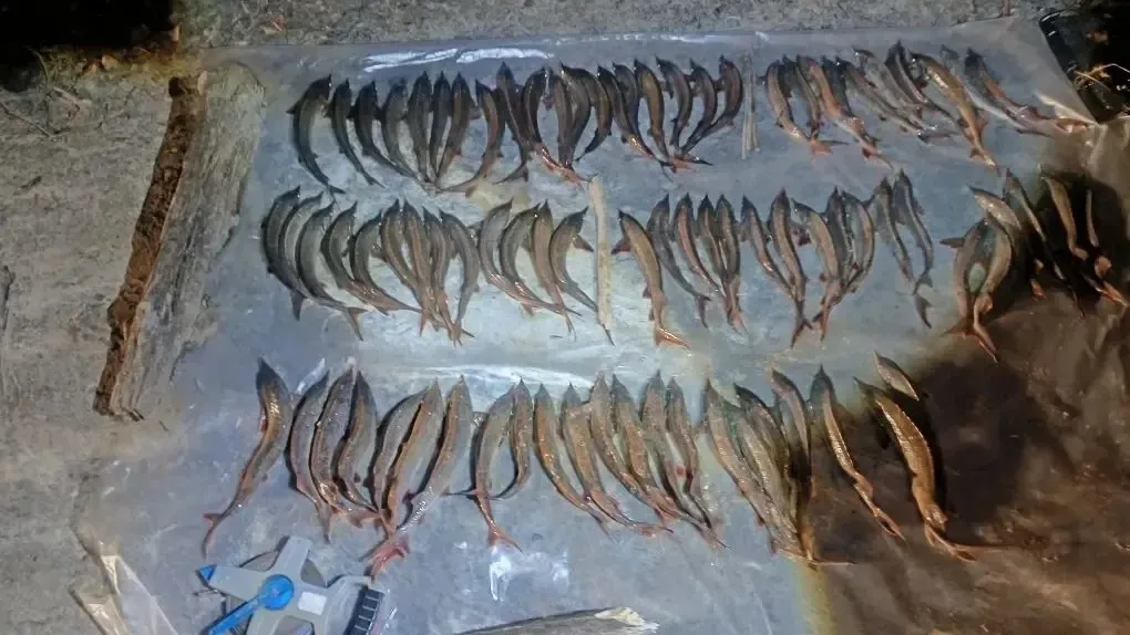 В Томской области задержали браконьеров с 82 экземплярами стерляди