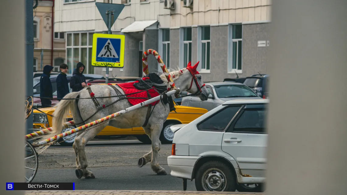 Администрация Томска прокомментировала опасный инцидент с лошадью