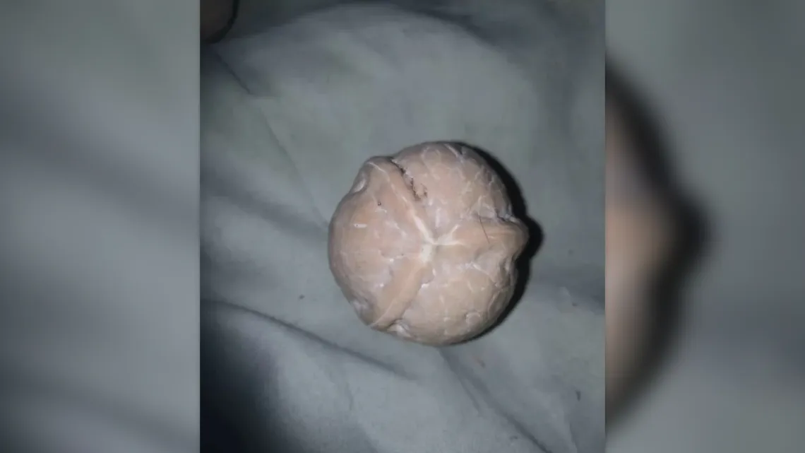 Самый редкий и дорогой орех показали в Томске