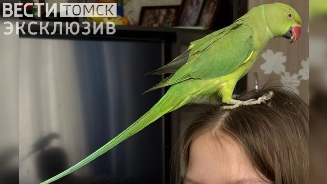 Попугая-путешественника уже две недели ищут в Томске
