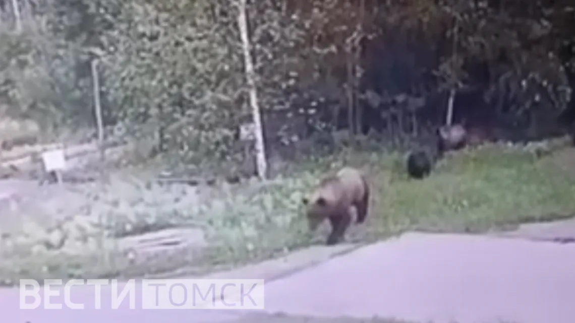 Медвежья семья появилась в Моряковском затоне: что известно