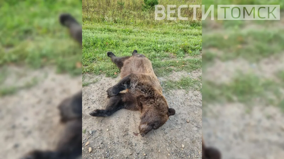 На трассе Томск - Мельниково найдена мертвая медведица