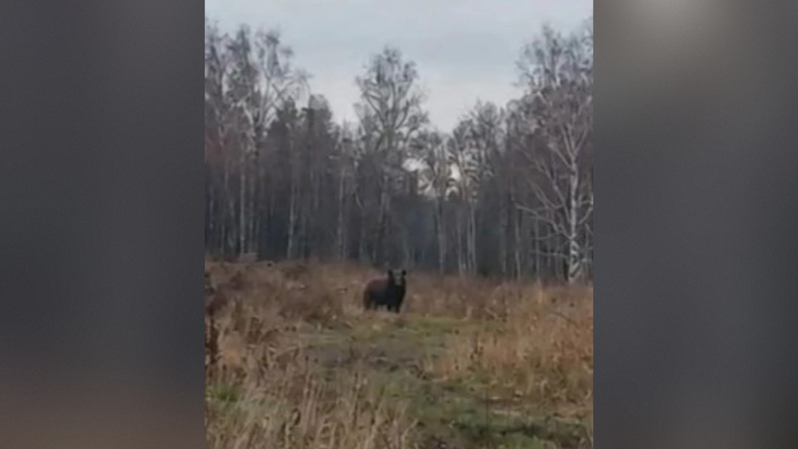 Медведя заметили на пилораме под Томском: сколько еще хищников не ушло в спячку