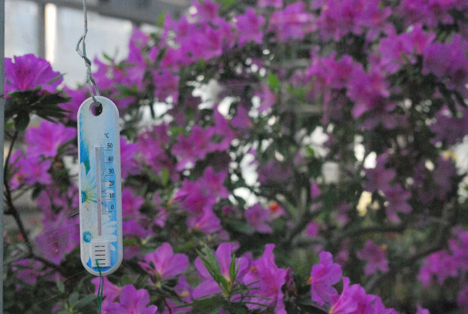 Азалии требуют строгого температурного режима для более длительного цветения
