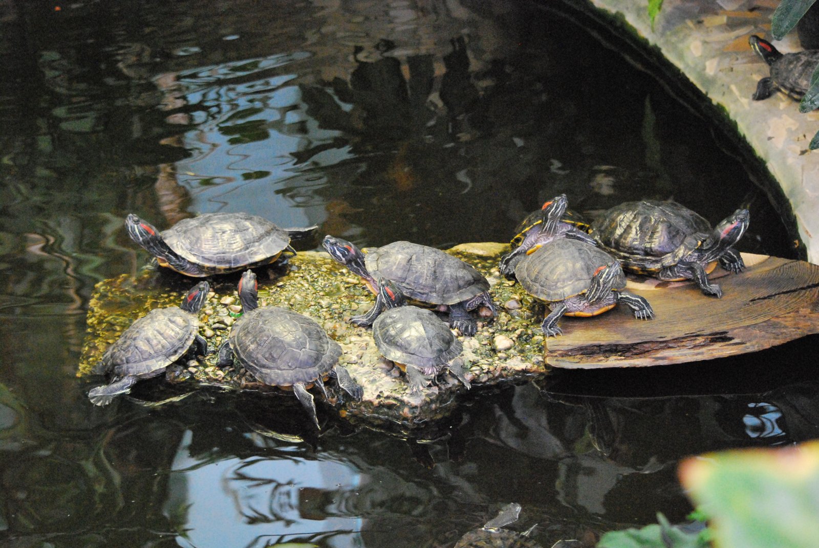 Красноухие черепахи подарены ботаническому саду томичами